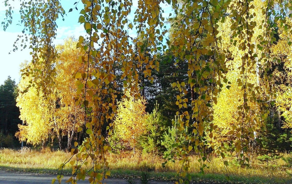 Береза повислая осенью