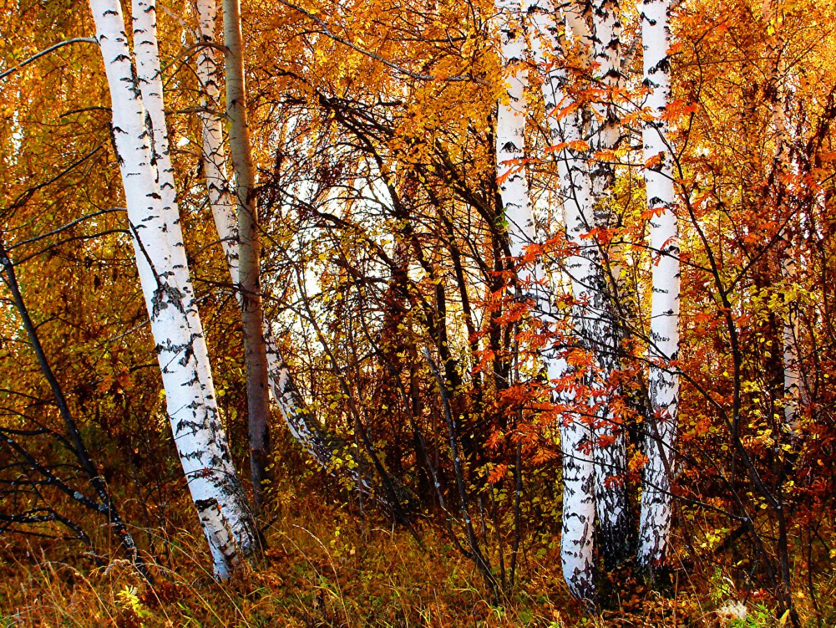 Береза осень