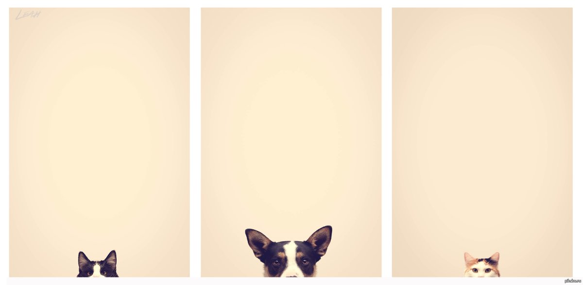 Фон для презентации собаки