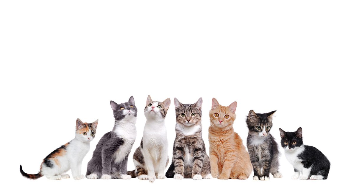 Кошки сидят в ряд