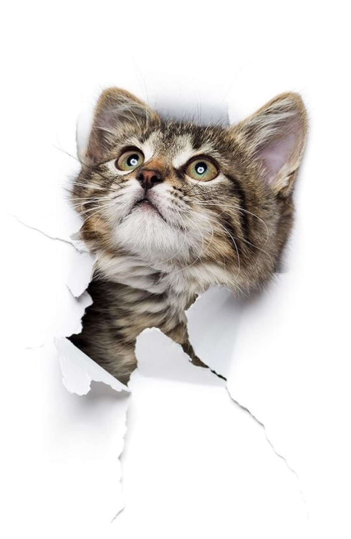 Котик выглядывающий из дырки