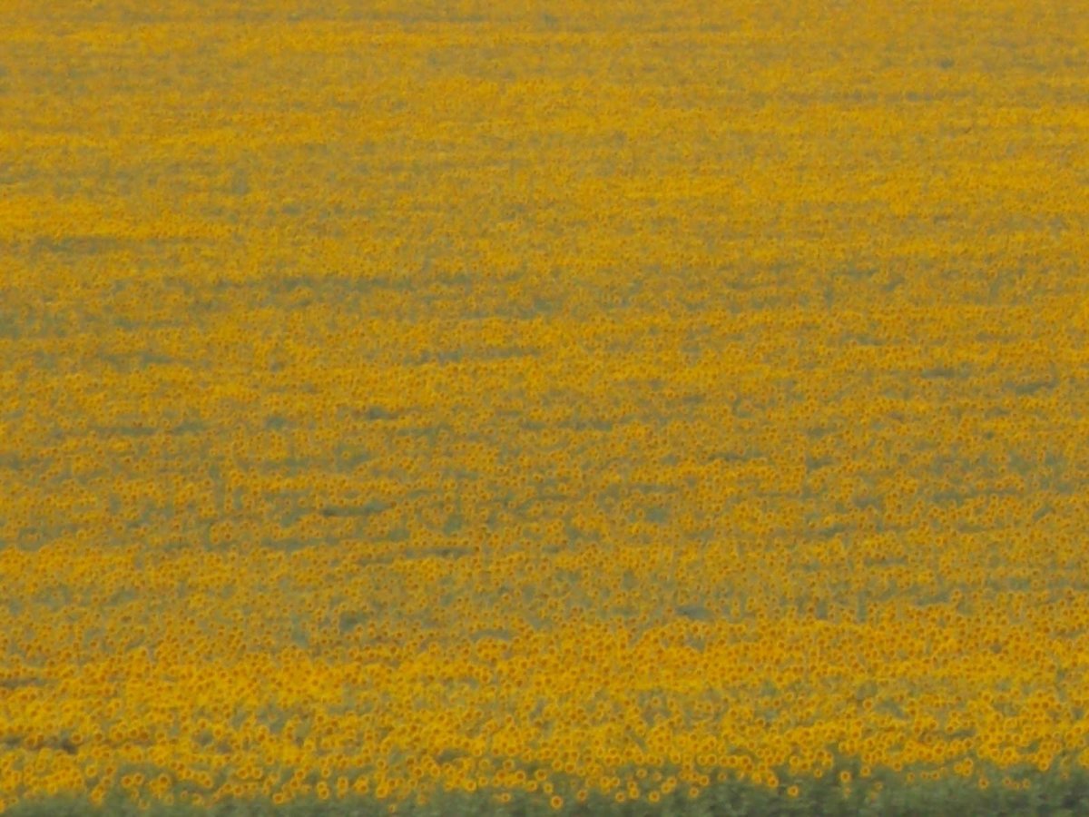 Золотой луг пришвин картина