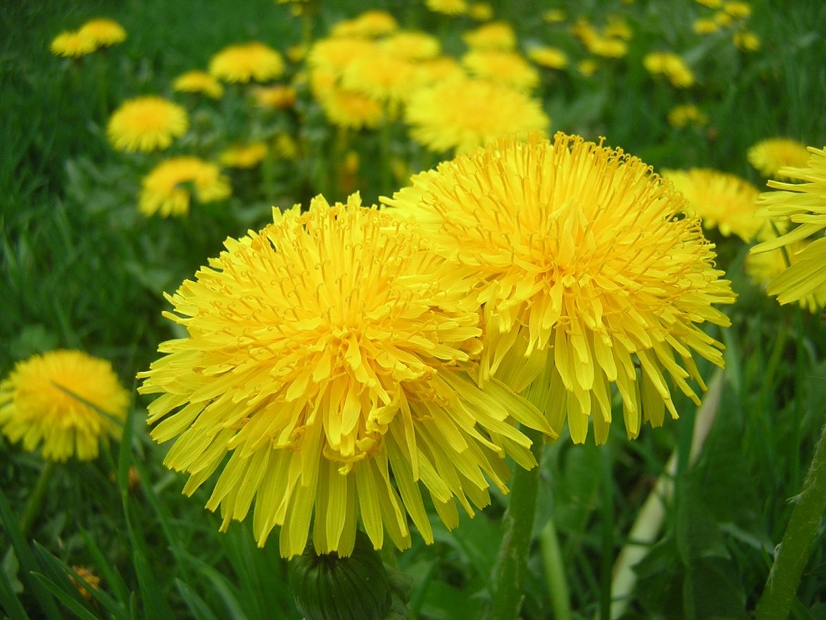 Тянь шаньский одуванчик