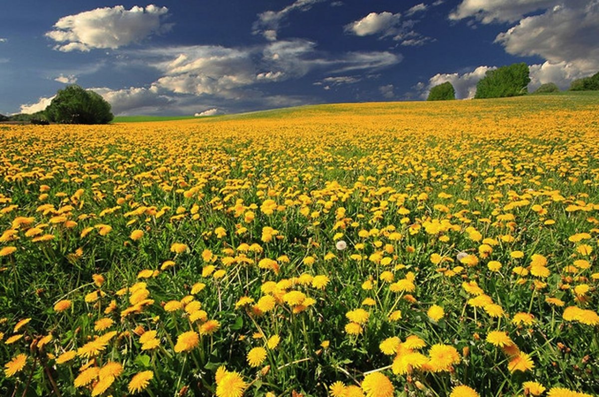 Золотой луг пришвин