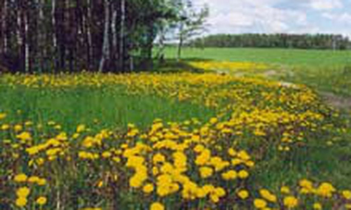 Картина Пришвина золотой луг