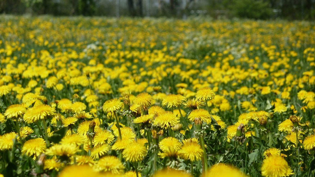 Цветущие поля одуванчиков