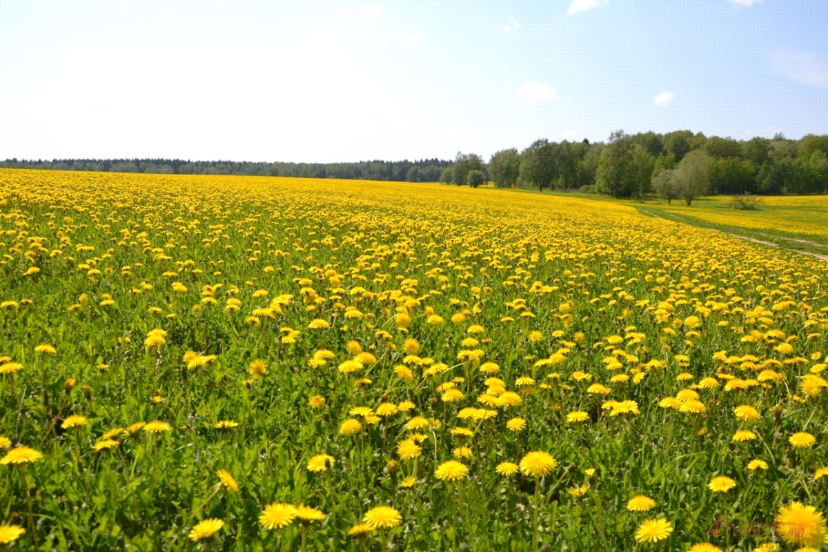Поле одуванчиков Гражданская оборона
