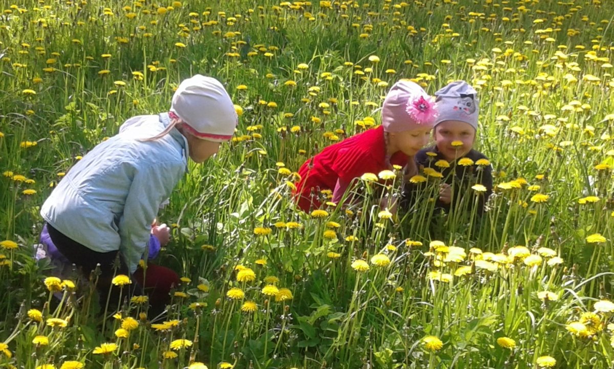 Одуванчик для детей