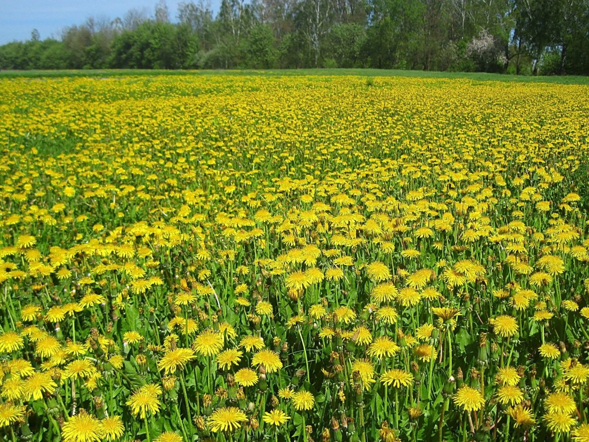 Одуванчиковое поле жёлтое