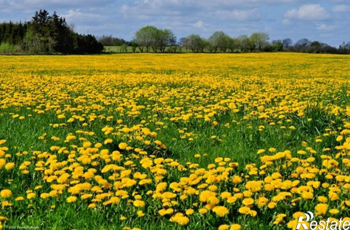 Золотой луг пришвин
