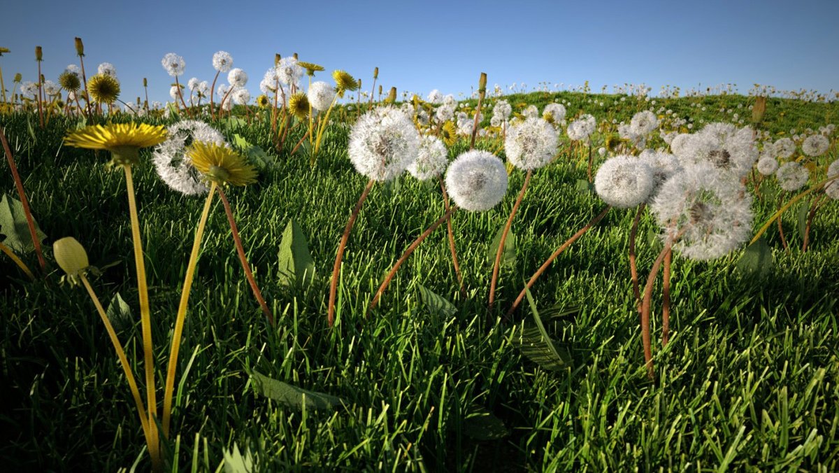 Поле одуванчиков Геншин