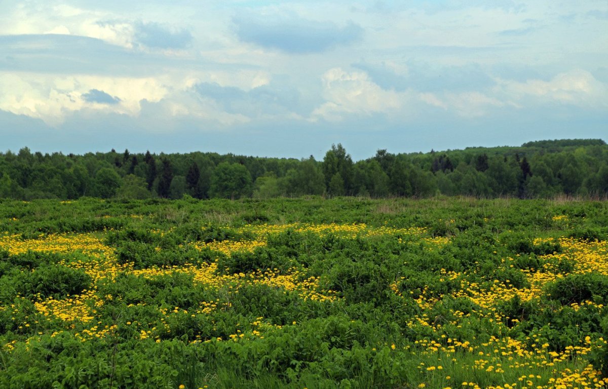 Золотой луг