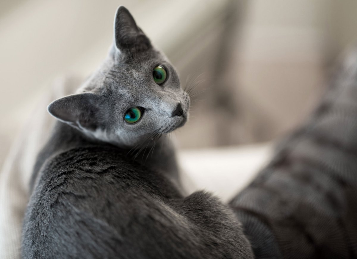 Русская голубая кошка короткошерстная серая