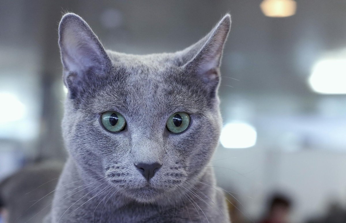 Ориентал и русская голубая кошка