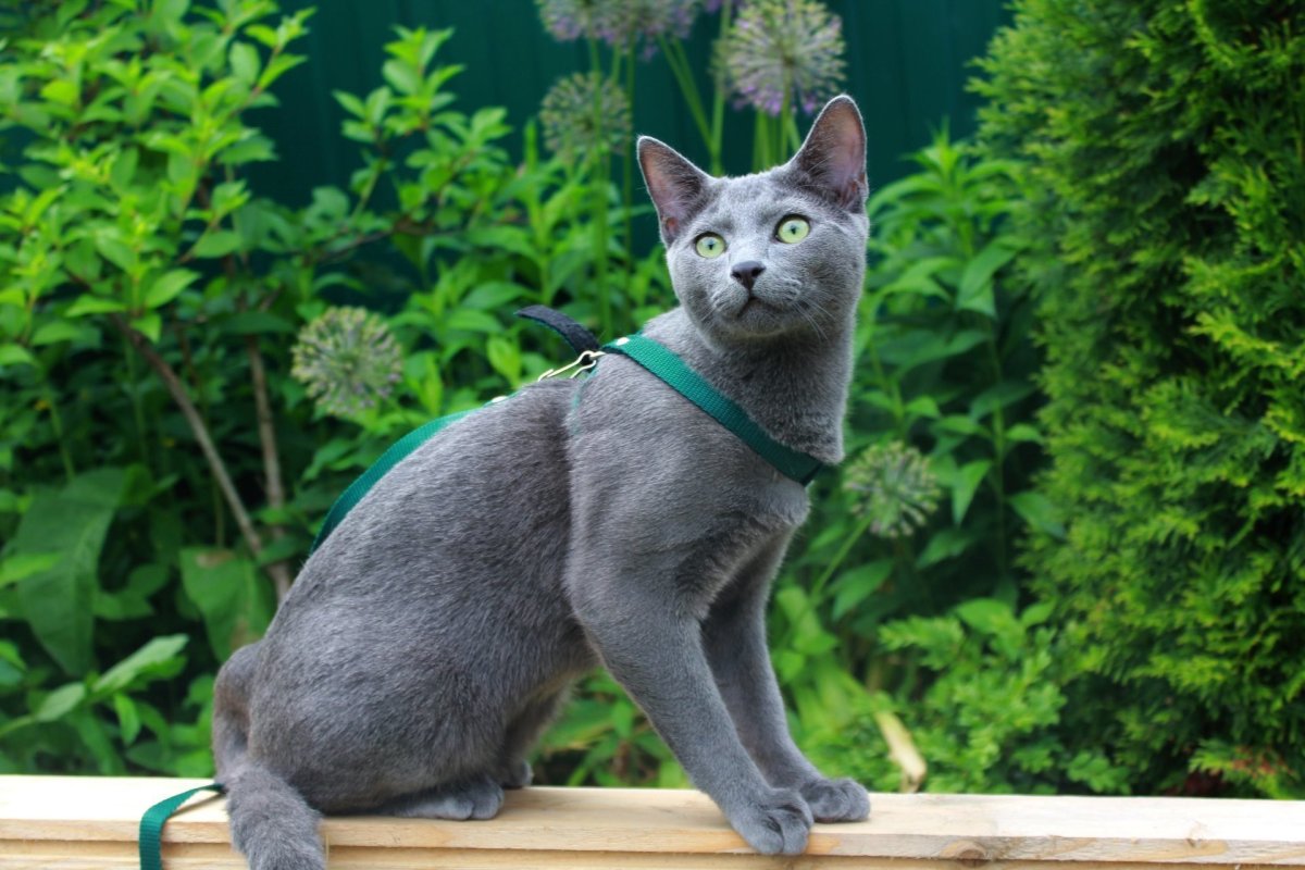 Русская голубая кошка