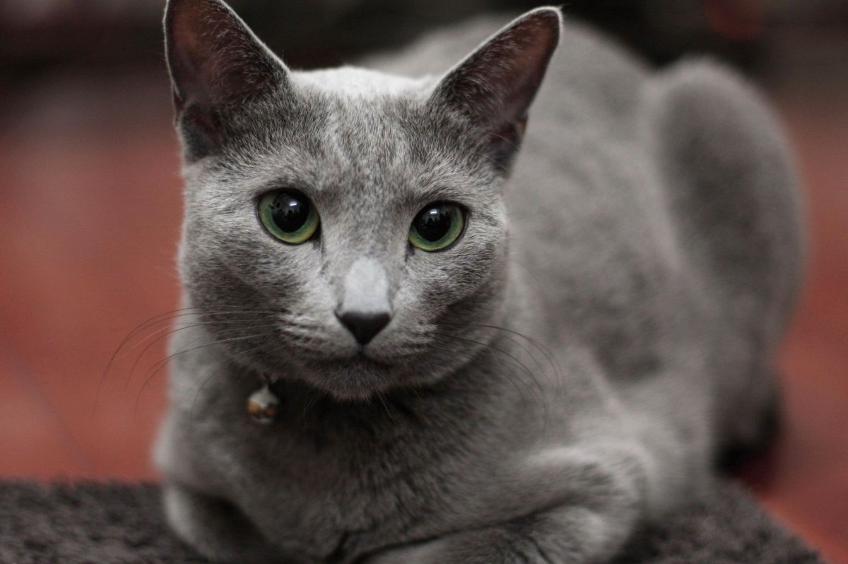 Русская голубая кошка