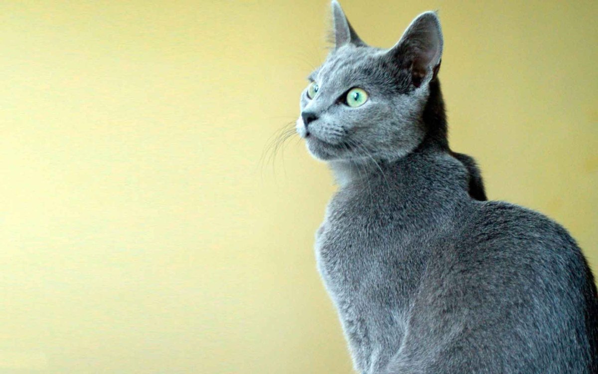 Русская голубая валпейпер