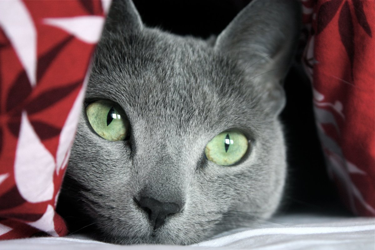 Шартрез с зелеными глазами