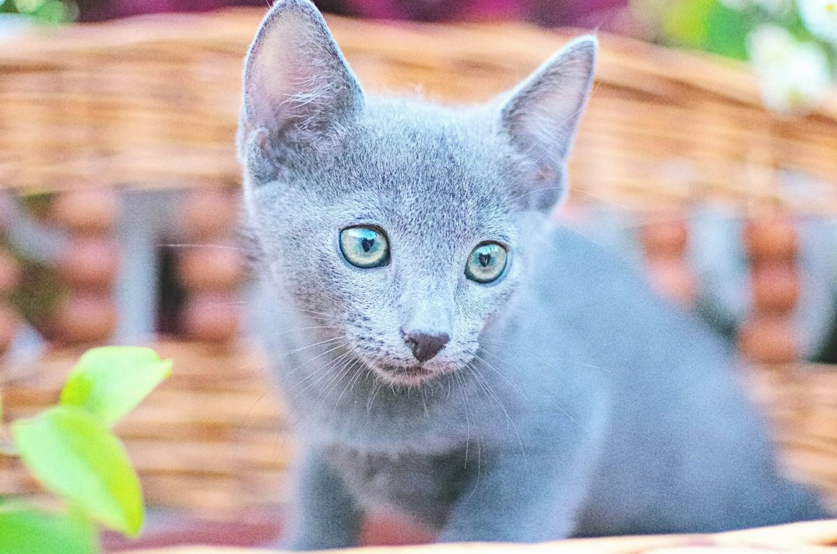 Русская голубая котенок 1 месяц