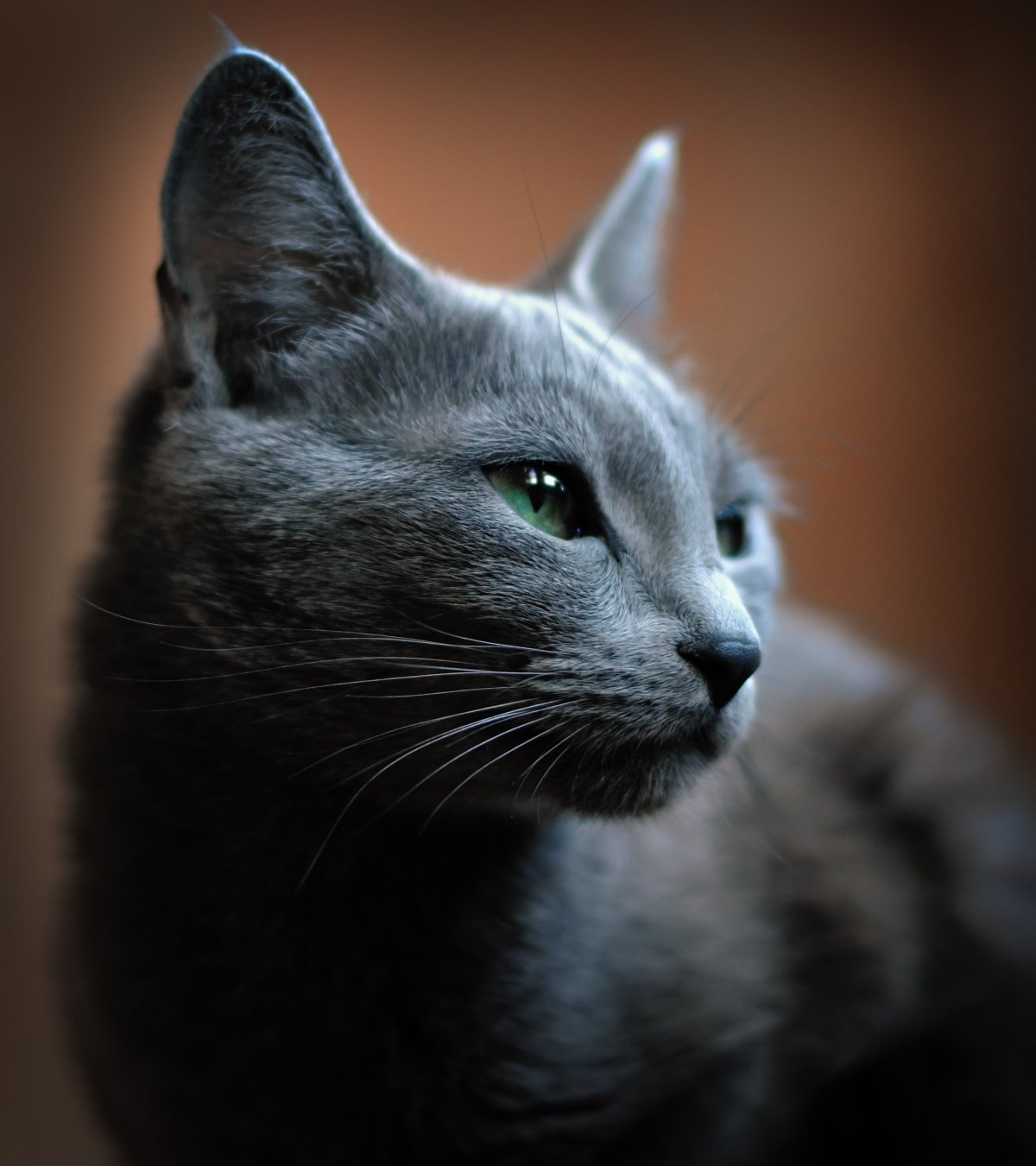 Порода кошек русская голубая