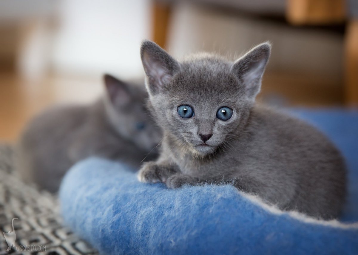 "Русская голубая"