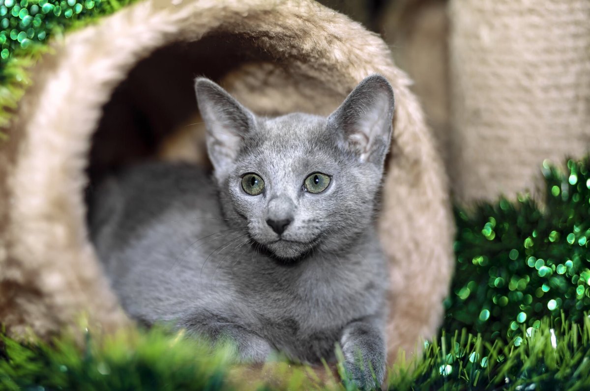 Русская голубая котенок