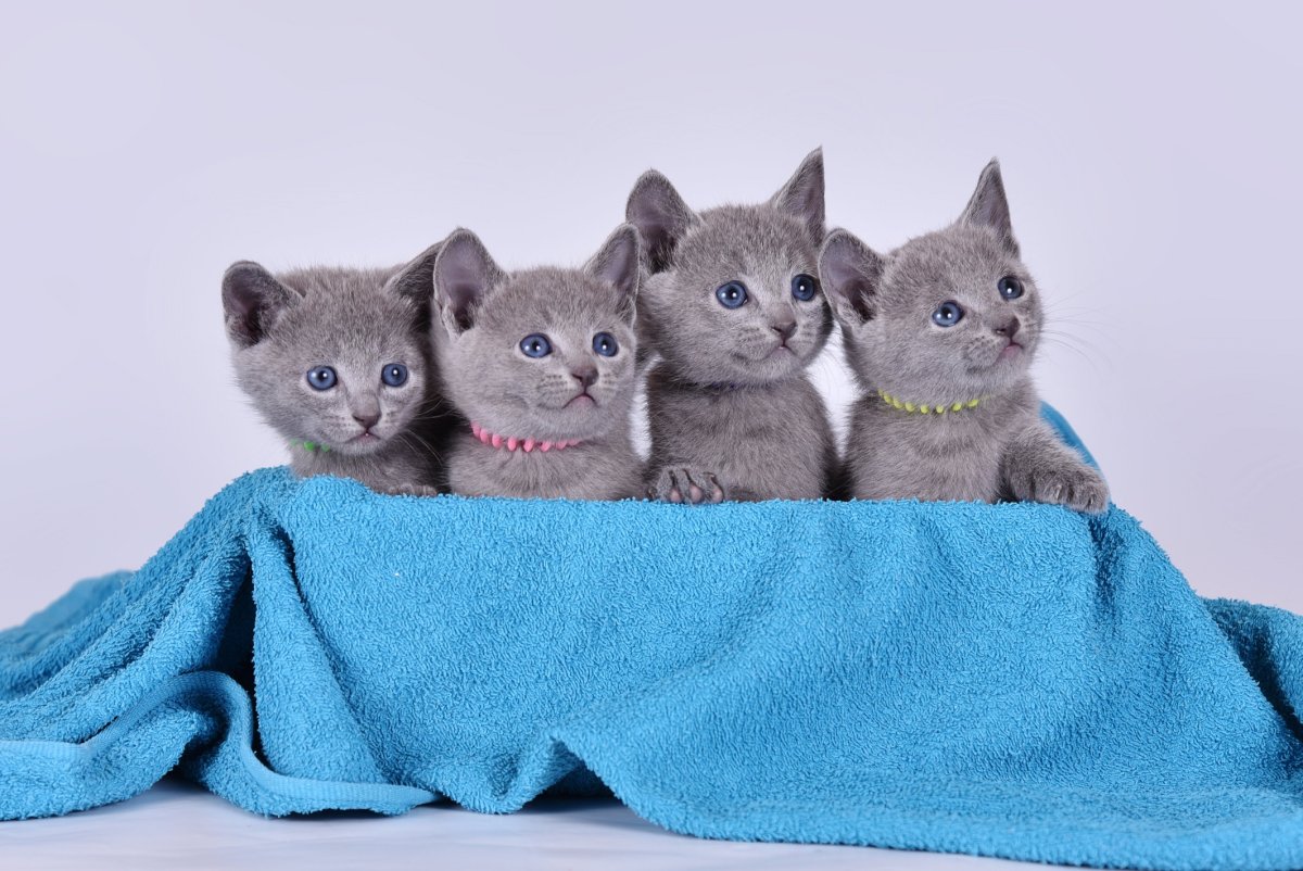 Русские голубые котята