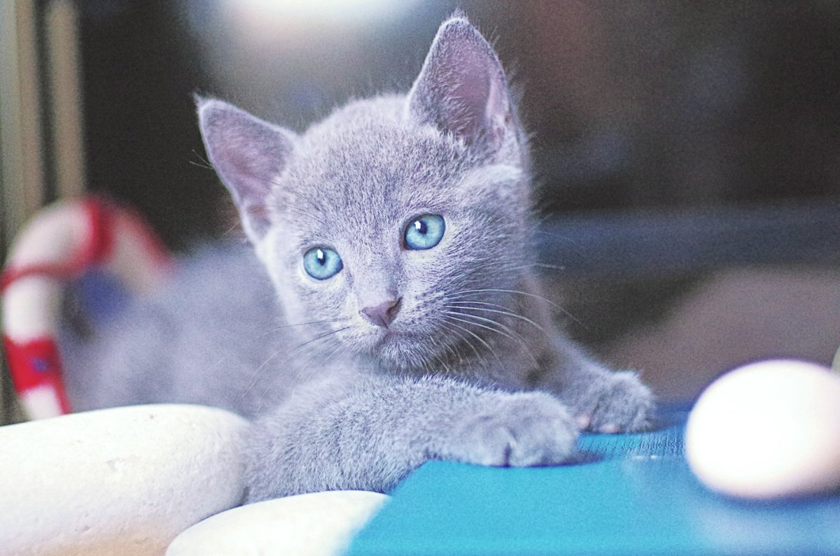 Русская голубая кошка идущая