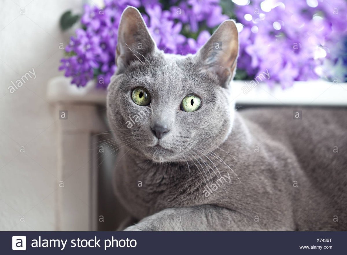 Гладкошерстный русский голубой кот