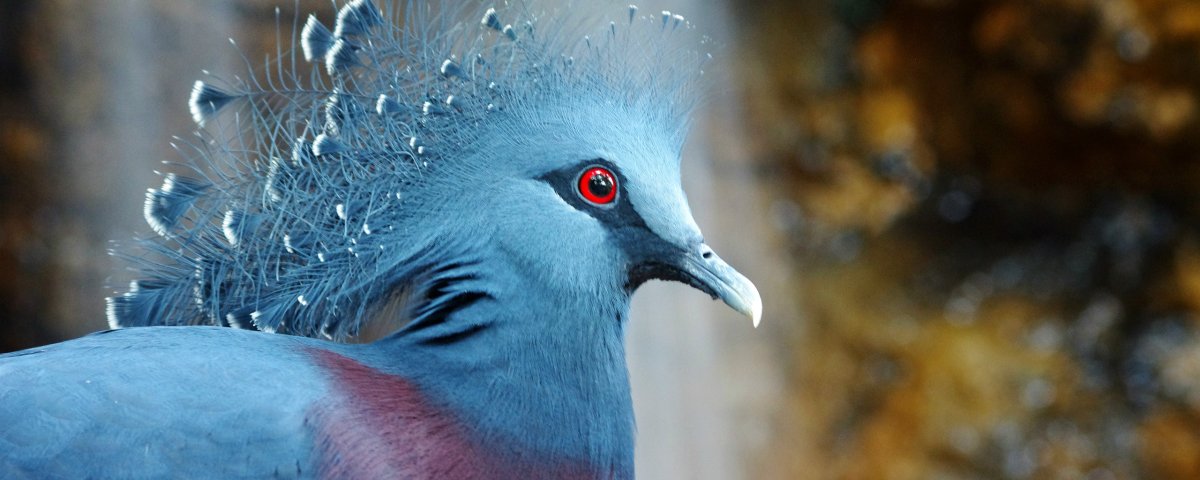 Птица счастья не должна отличаться особой красотой она должна