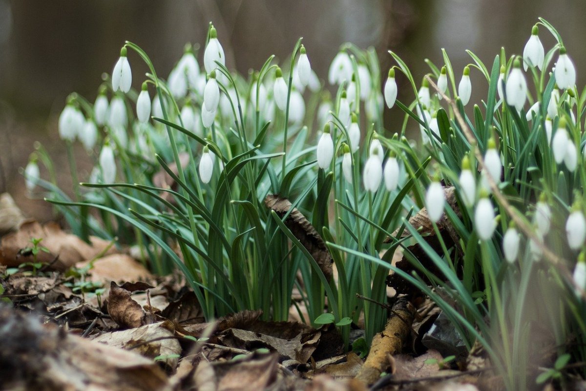 Камчатские подснежники