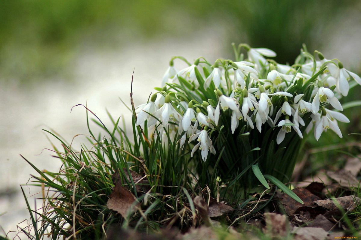 Галантус Лесной