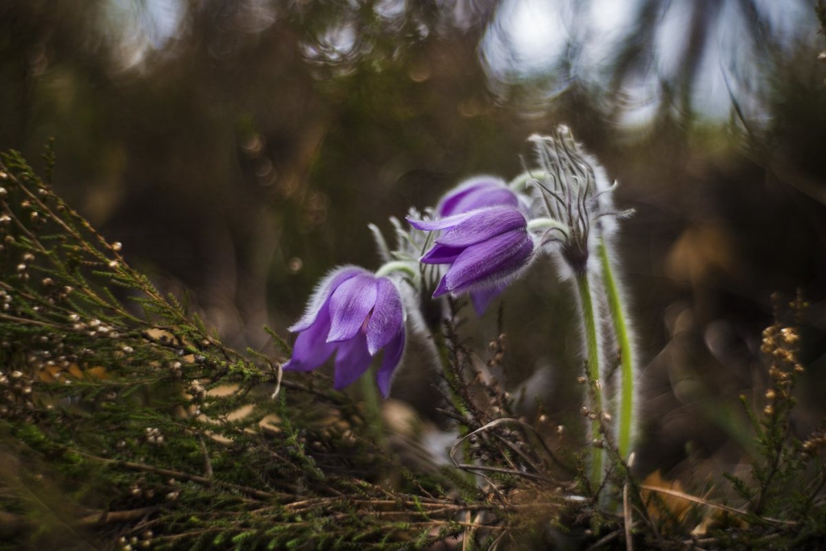 Белоцветник весенний и подснежники