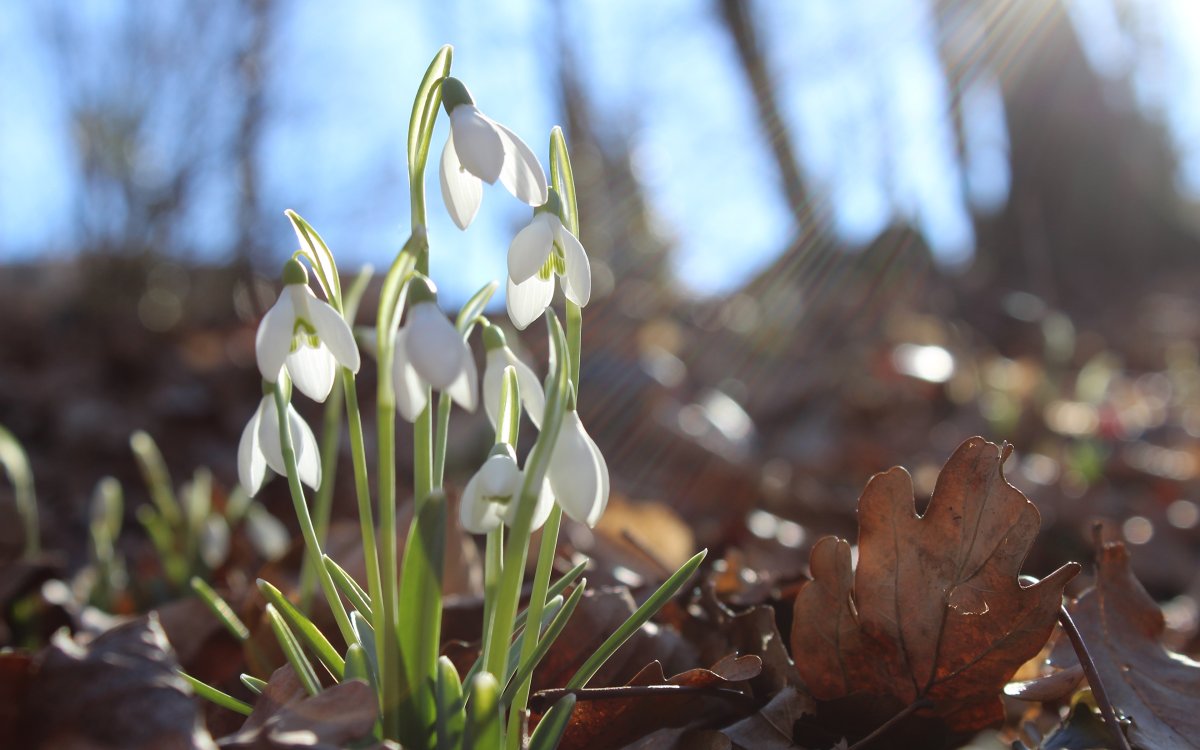 Весна,весенний лес, пролески