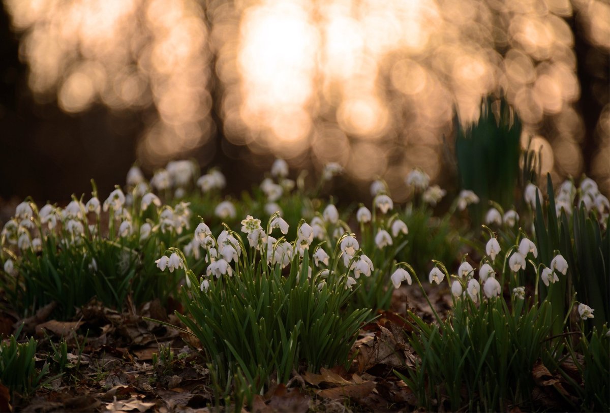 Первые цветы весны пролески подснежники