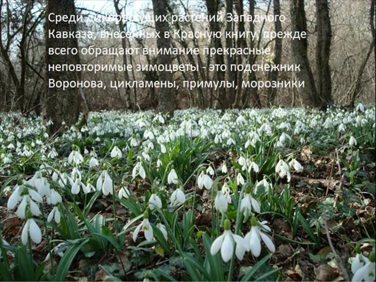 Подснежники в лесу