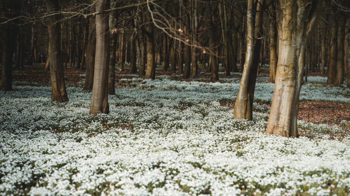 Апрель Подснежник