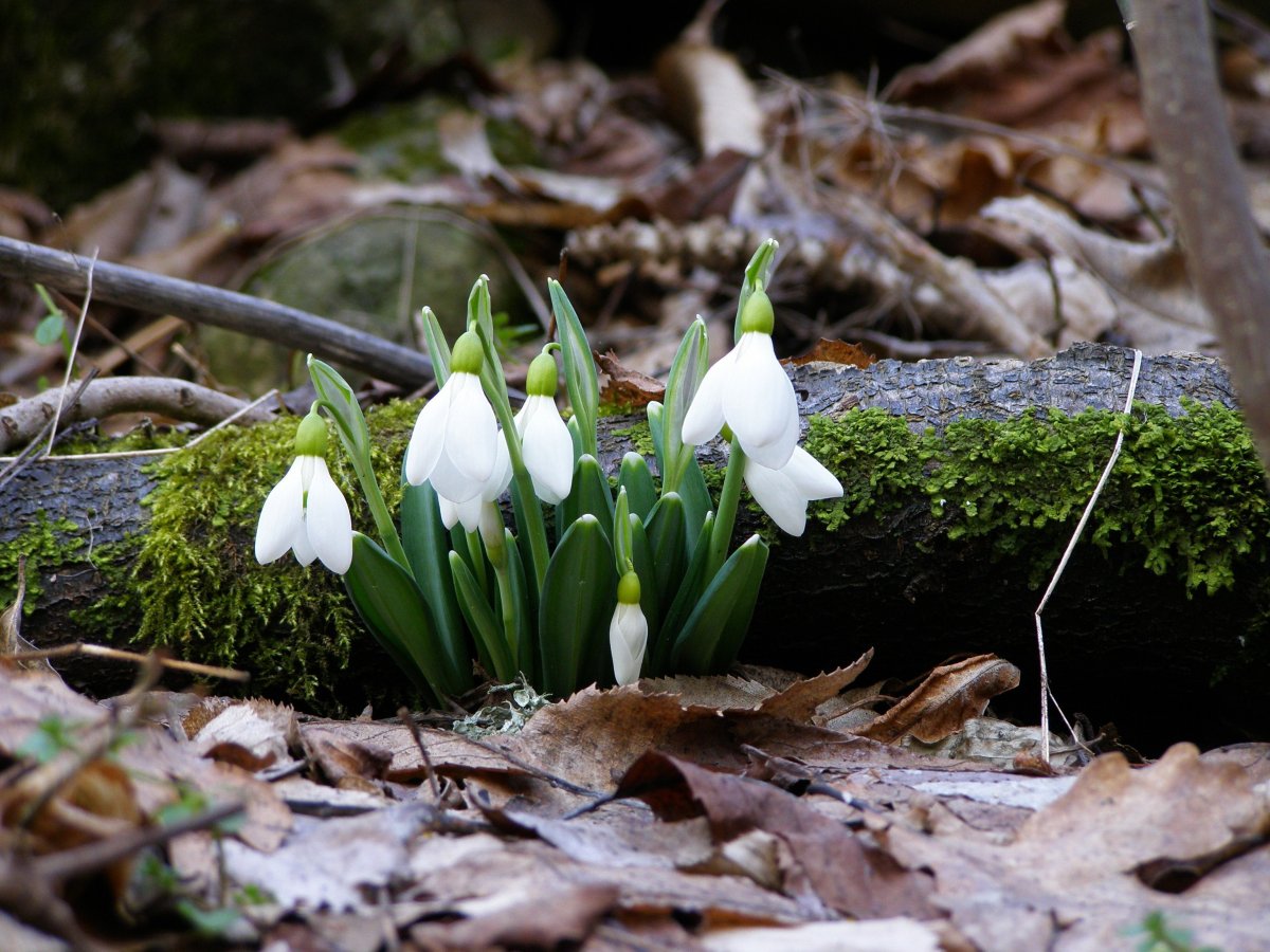 Первоцветы - подснежники, Ландыши?