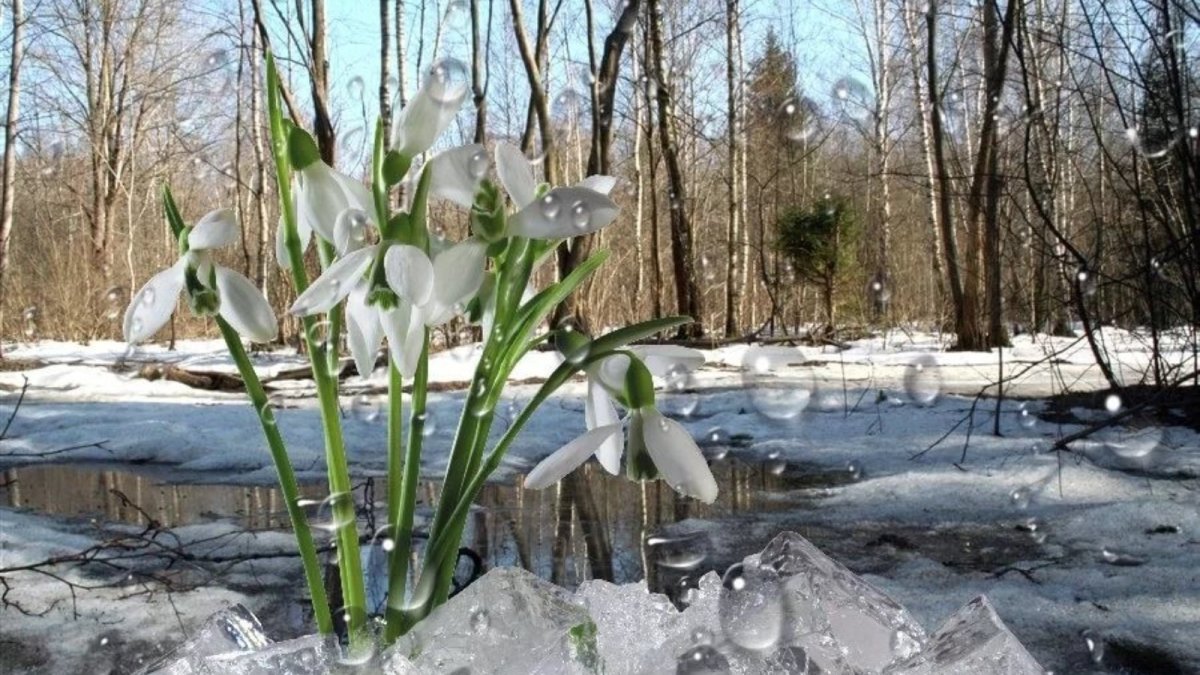 Поляна подснежников
