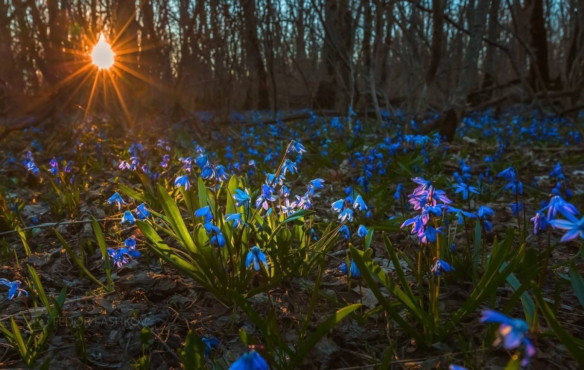 Горные подснежники