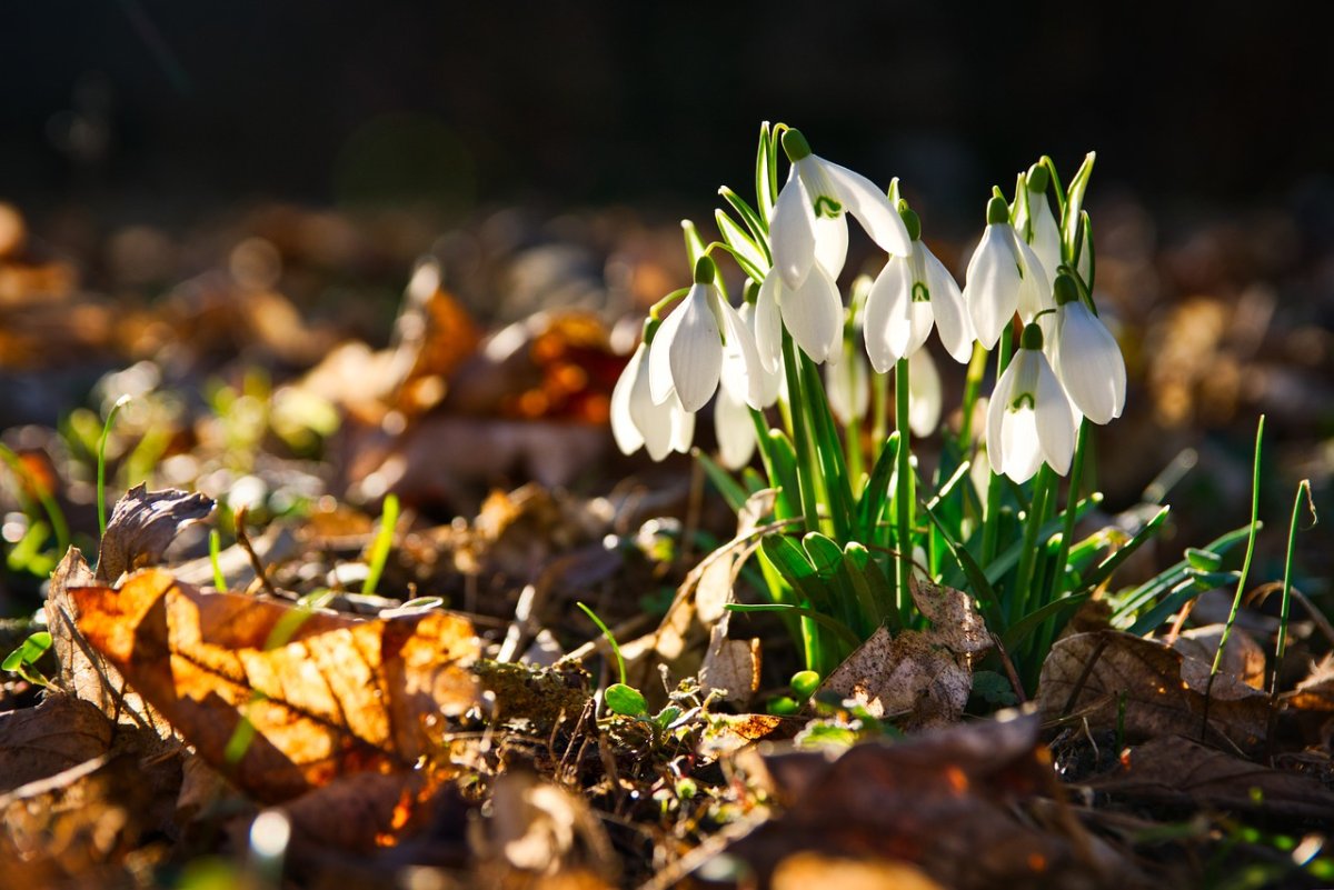 Подснежники в снегу