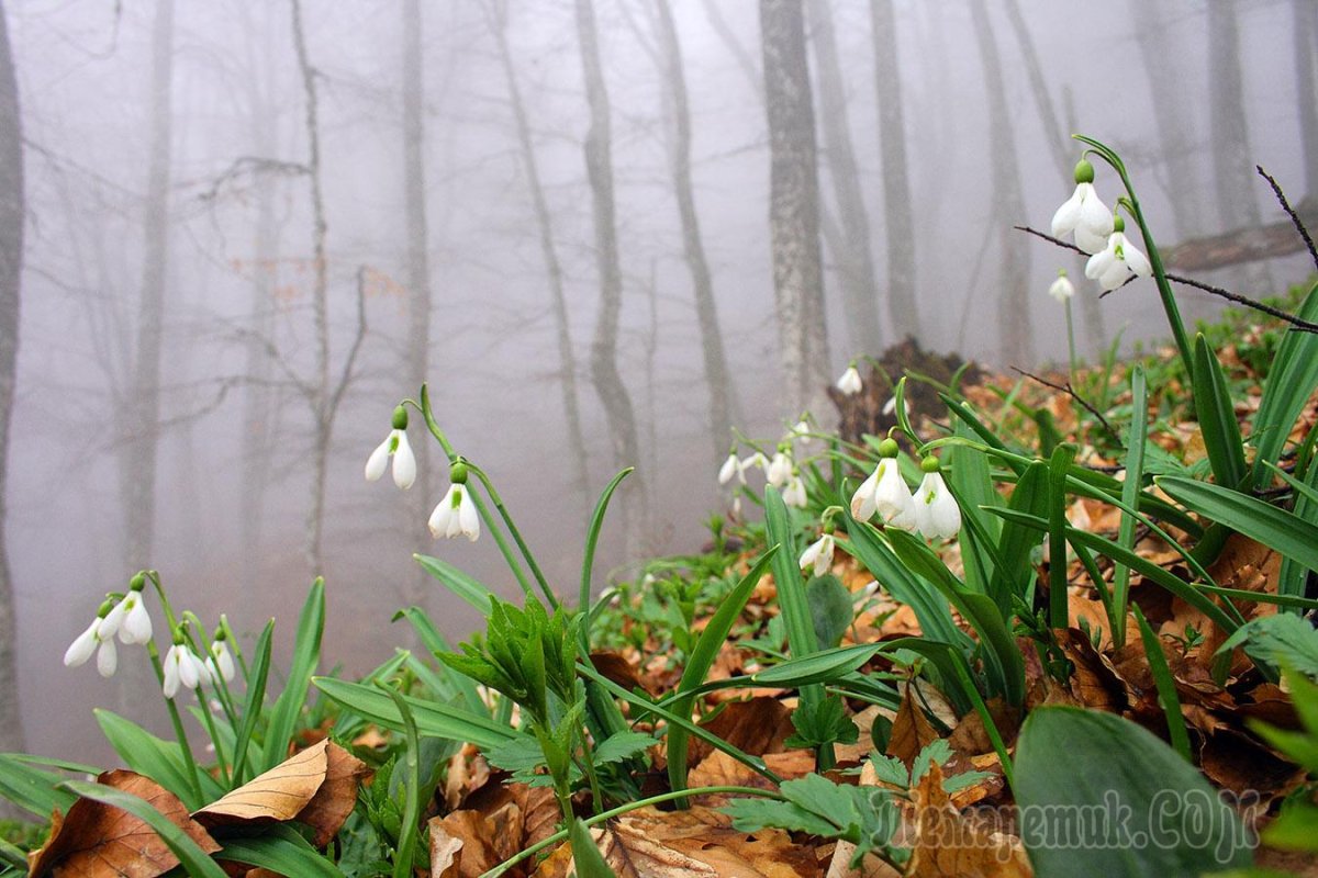 Подснежники Лесные горные