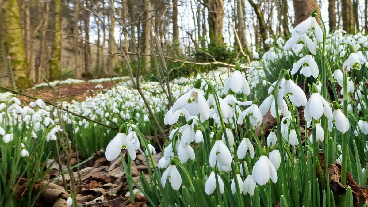 Растение Подснежник Лесной