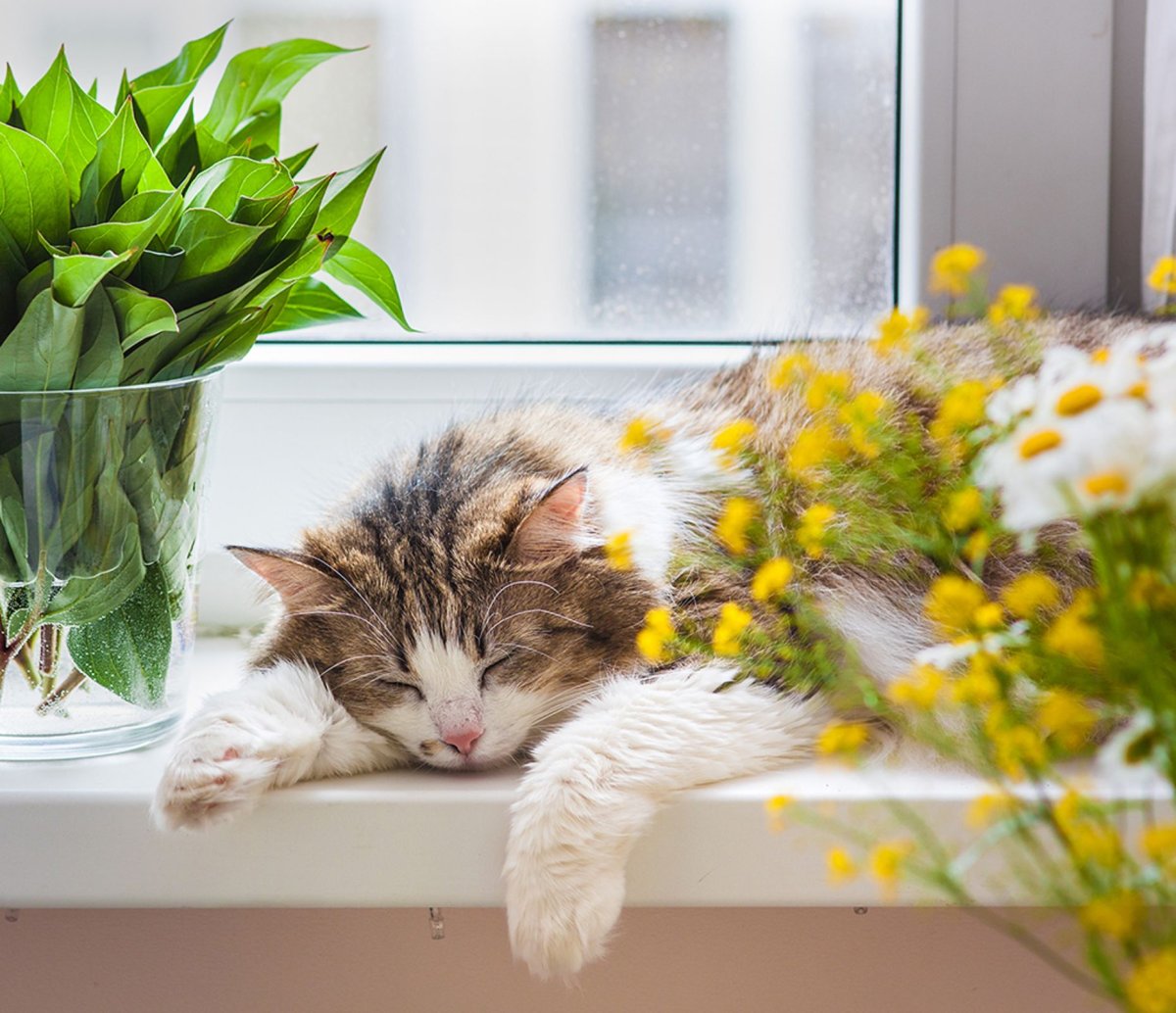 Котята в цветочном горшке