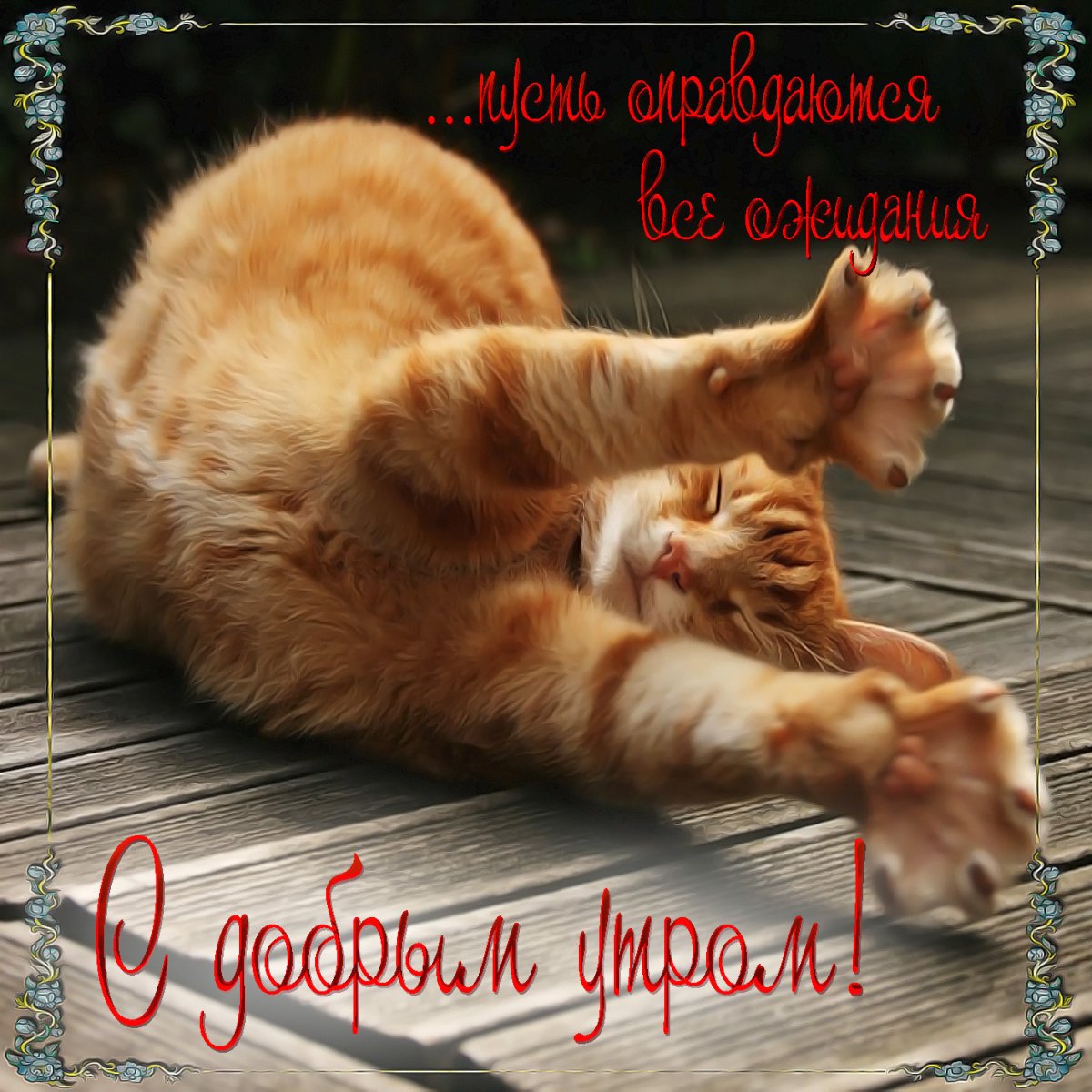 Утренний котик