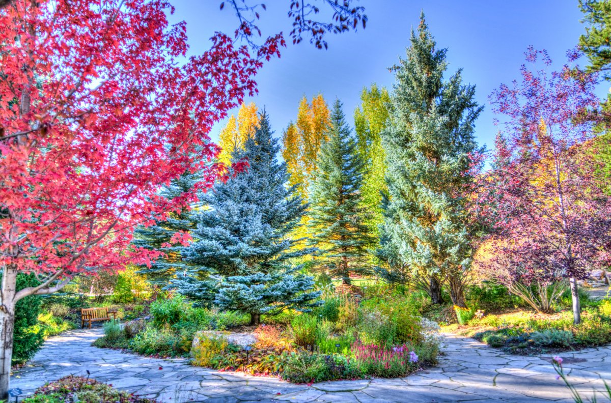 Лес с разноцветными деревьями