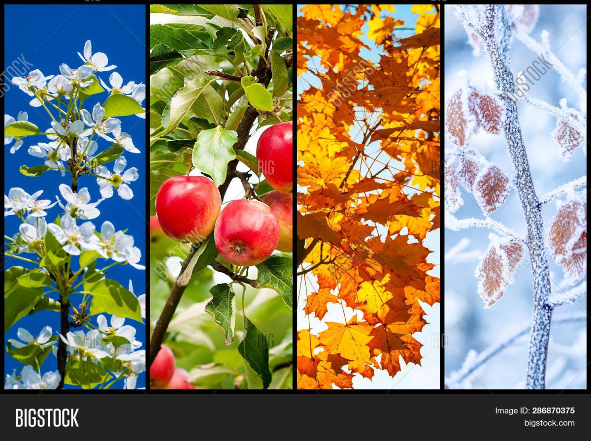 Зима Весна лето осень коллаж