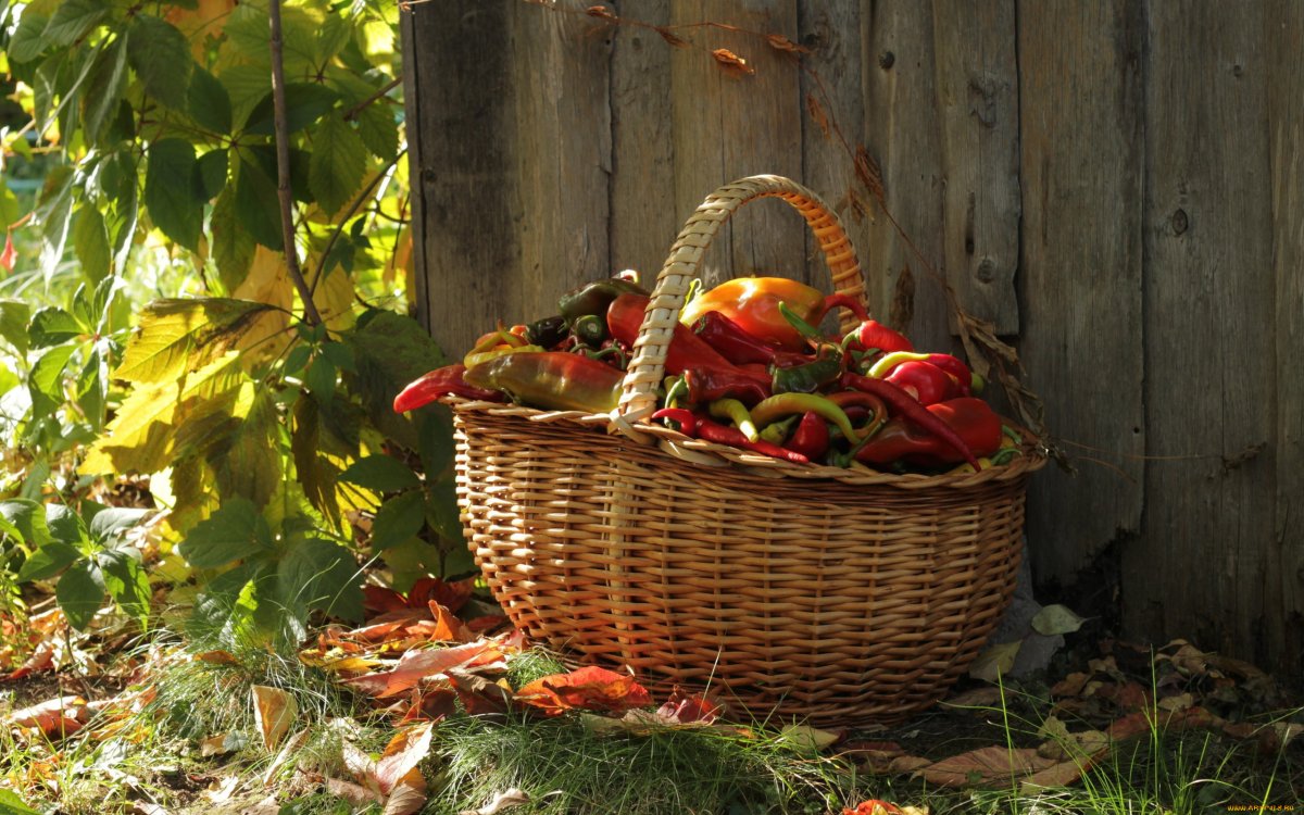 Корзина с овощами вектор