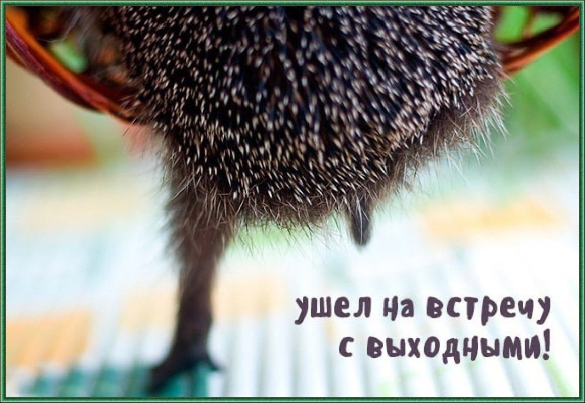 Хорошей пятницы Ежик