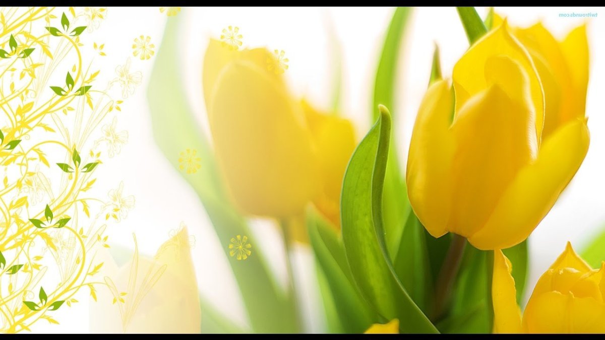 Тюльпаны фон